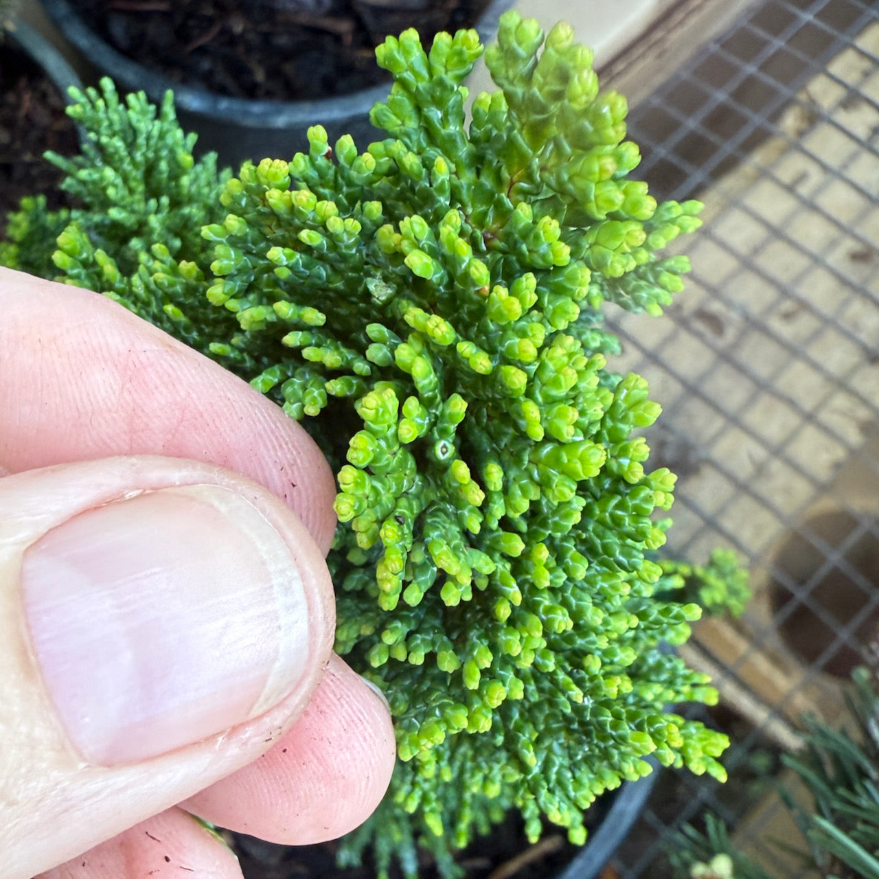 Thoweil Hinoki Cypress - Chamaecyparis obtusa 'Thoweil' – Two
