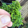 Thoweil Hinoki Cypress - Chamaecyparis obtusa ‘Thoweil’