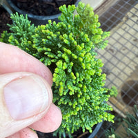 Thoweil Hinoki Cypress - Chamaecyparis obtusa ‘Thoweil’