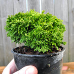 ﻿﻿﻿Tsukumo Dwarf Sawara Cypress - Chamaecyparis pisifera 'Tsukumo'