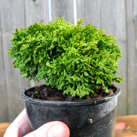 ﻿﻿﻿Tsukumo Dwarf Sawara Cypress - Chamaecyparis pisifera 'Tsukumo'