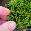 Tsukumo Dwarf Sawara Cypress - Chamaecyparis pisifera 'Tsukumo'
