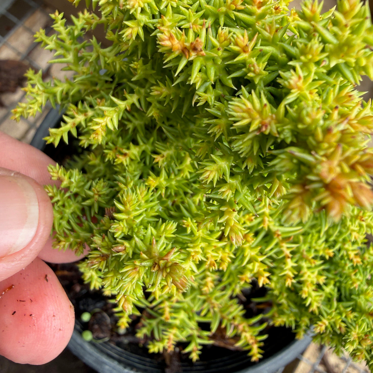 Miniature Garden Japanese Cedar - Cryptomeria japonica 'Twinkle