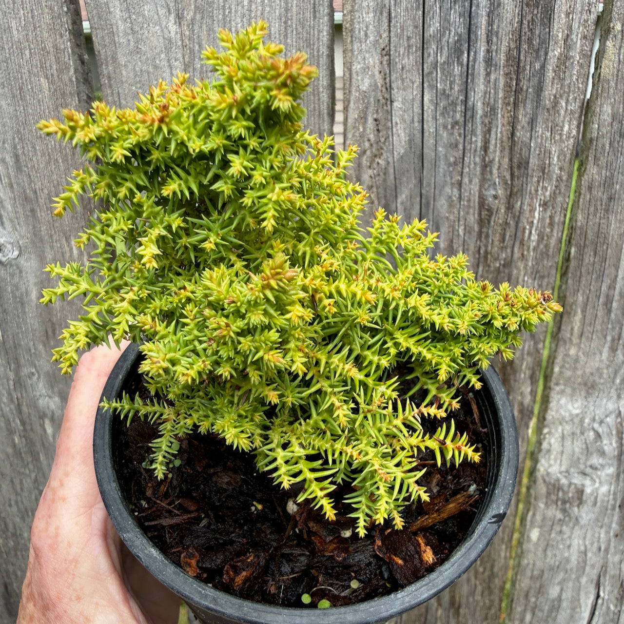 Twinkle Toes Japanese Cedar - Cryptomeria japonica 'Twinkle Toes'