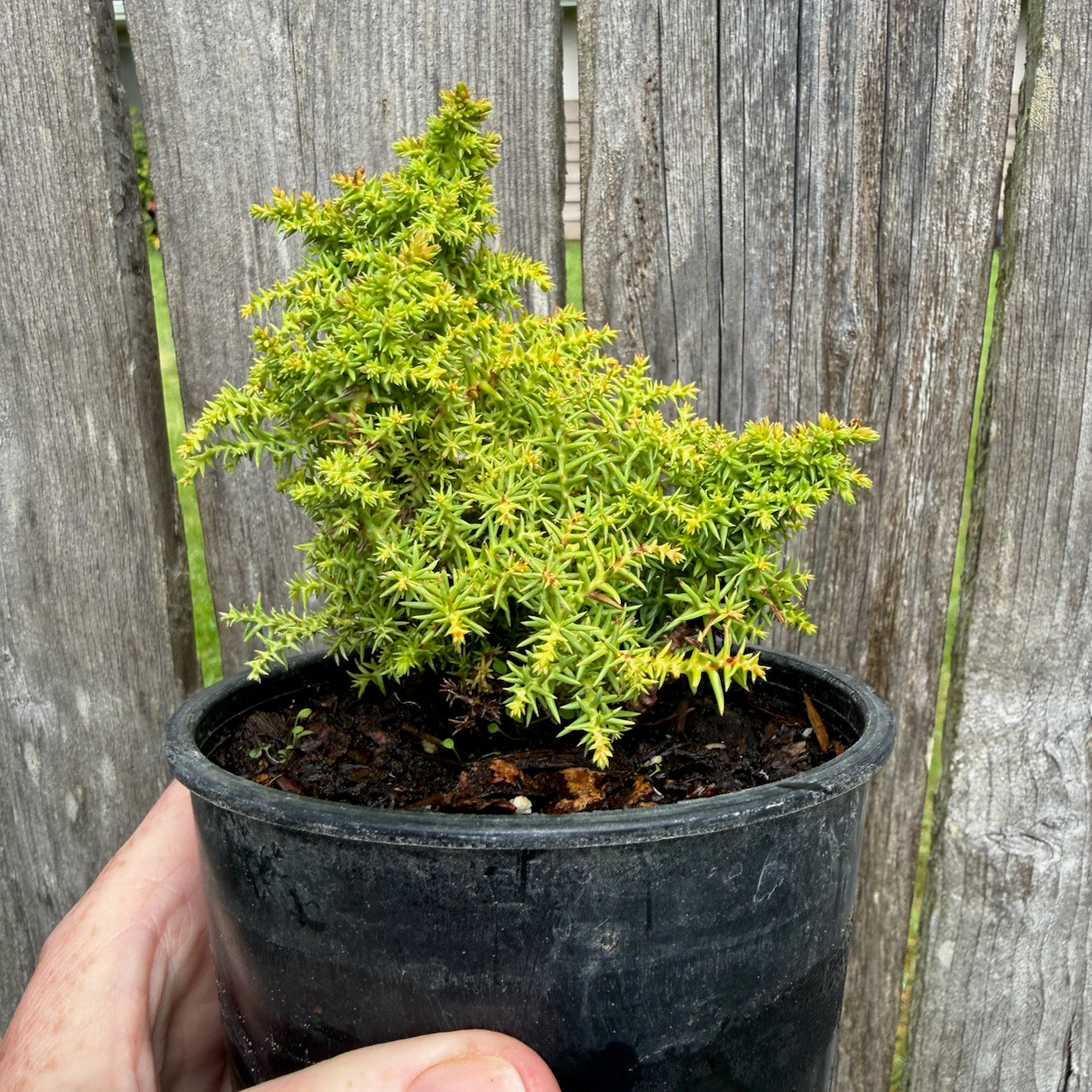 Miniature Garden Japanese Cedar - Cryptomeria japonica 'Twinkle