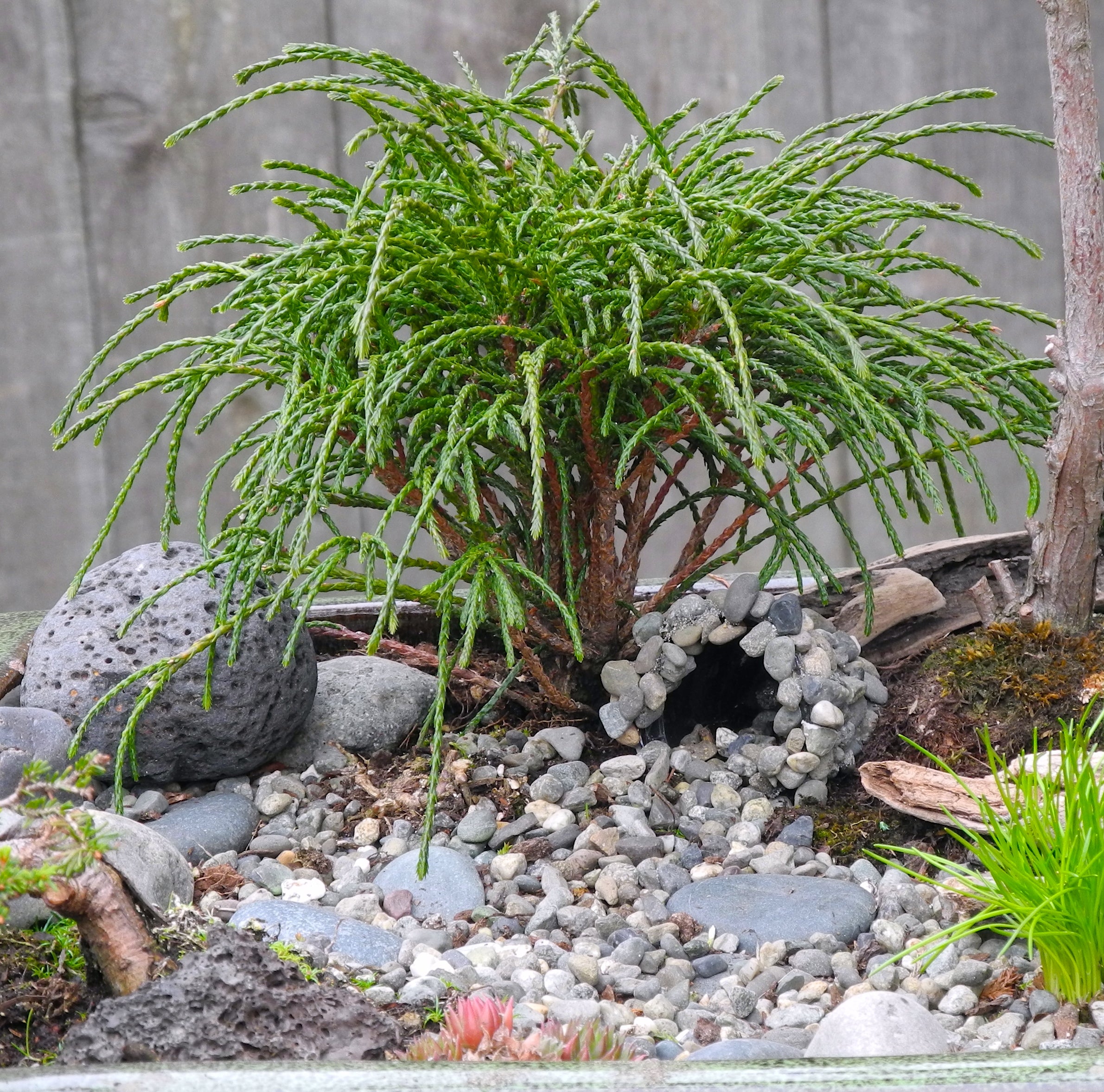 Whipcord Western Red Cedar - Thuja plicata 'Whipcord'