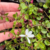 White Star Creeper - Pratia angulata