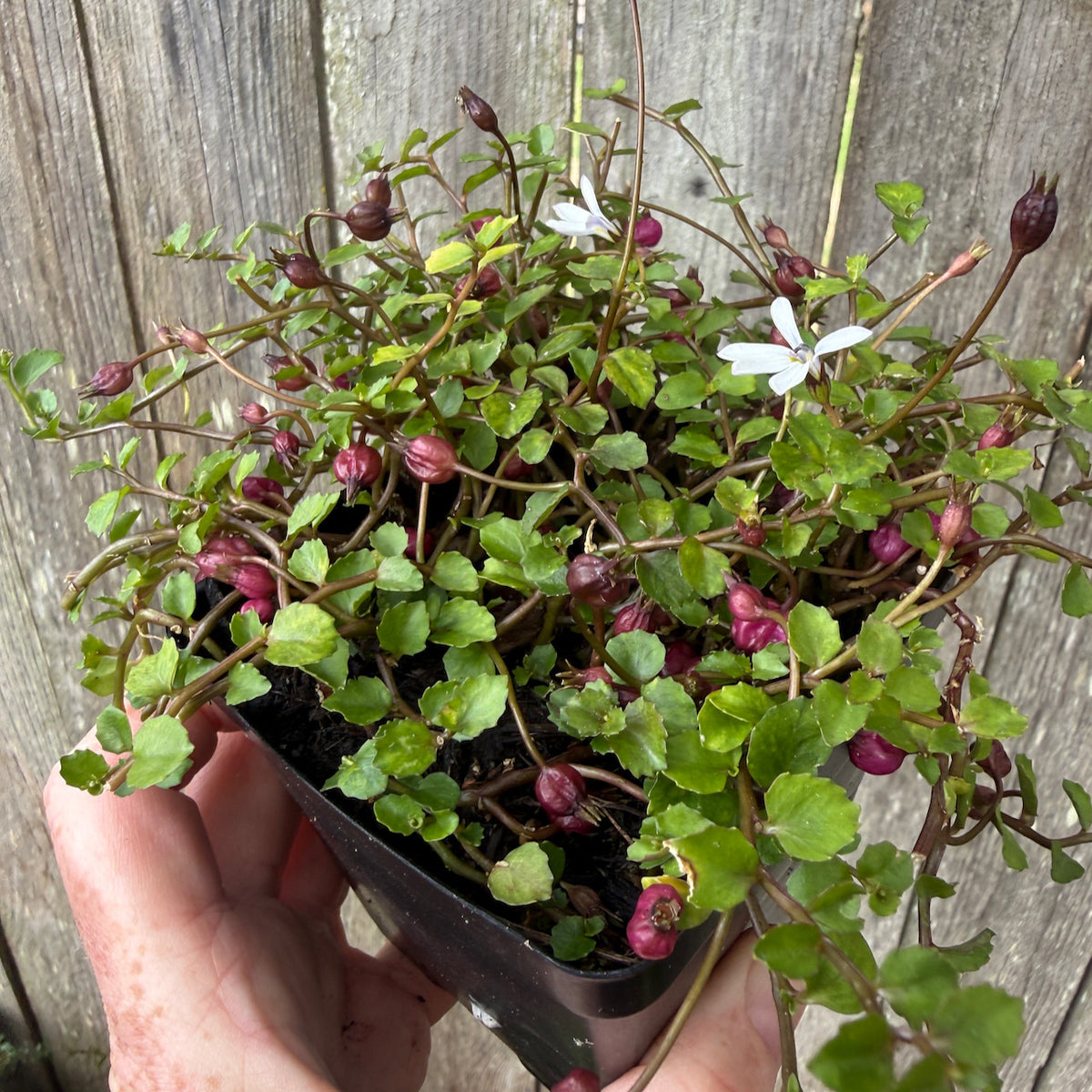 White Star Creeper - Pratia angulata