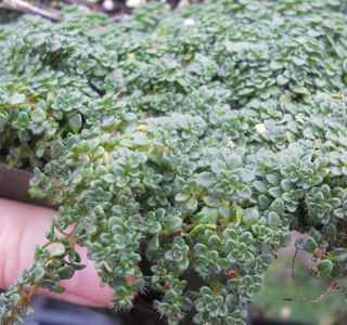 Elfin Thyme – Thymus serpyllum Elfin