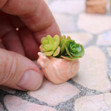 Miniature Snail Pot, Coral