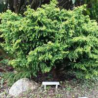 Tansu Japanese Cedar - Cryptomeria japonica 'Tansu'