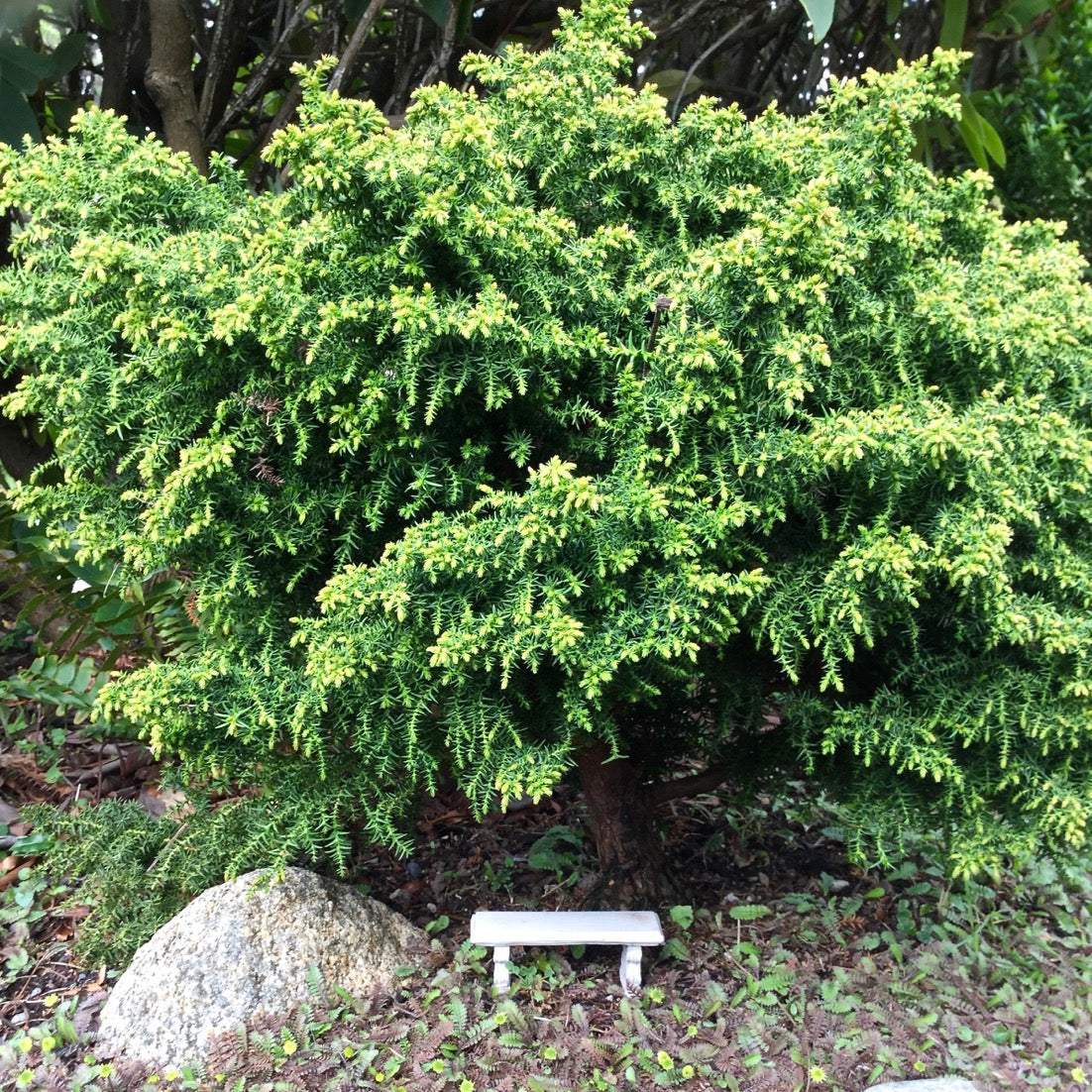 Tansu Japanese Cedar - Cryptomeria japonica 'Tansu'