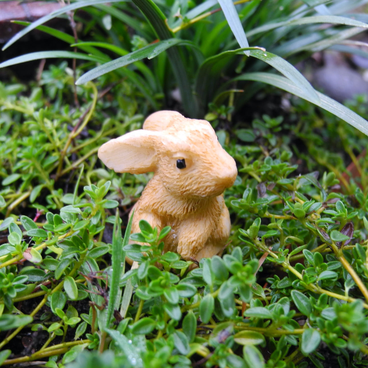 Brown Rabbit, Staked, Assorted Styles
