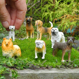 Miniature Dogs - Trained & Staked