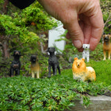Miniature Dogs - Trained & Staked