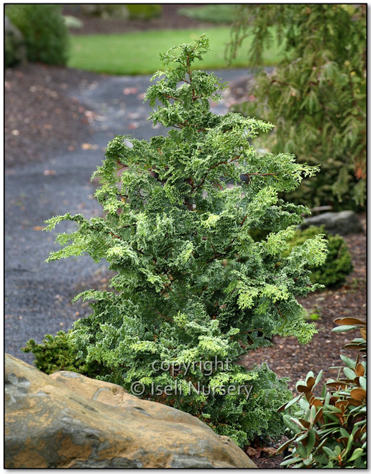 Gimborn Beauty Hinoki Cypress - Chamaecyparis obtusa 'Gimborn Beauty'