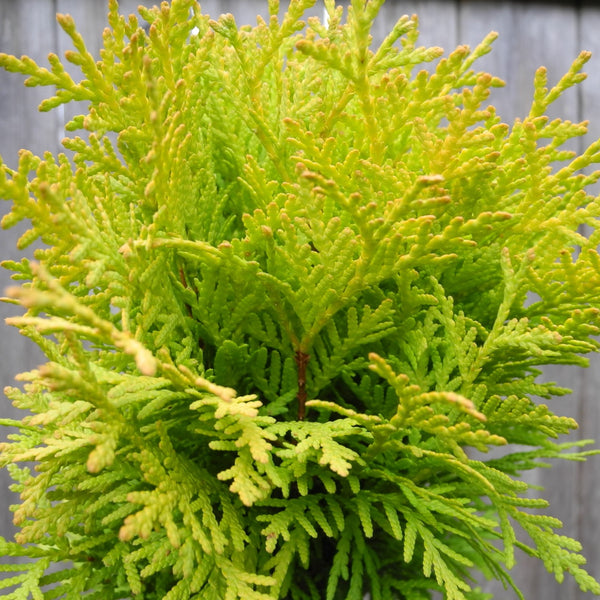 Miniature Garden Tree Autumn Moon Arborvitae - Thuja occidentalis ...