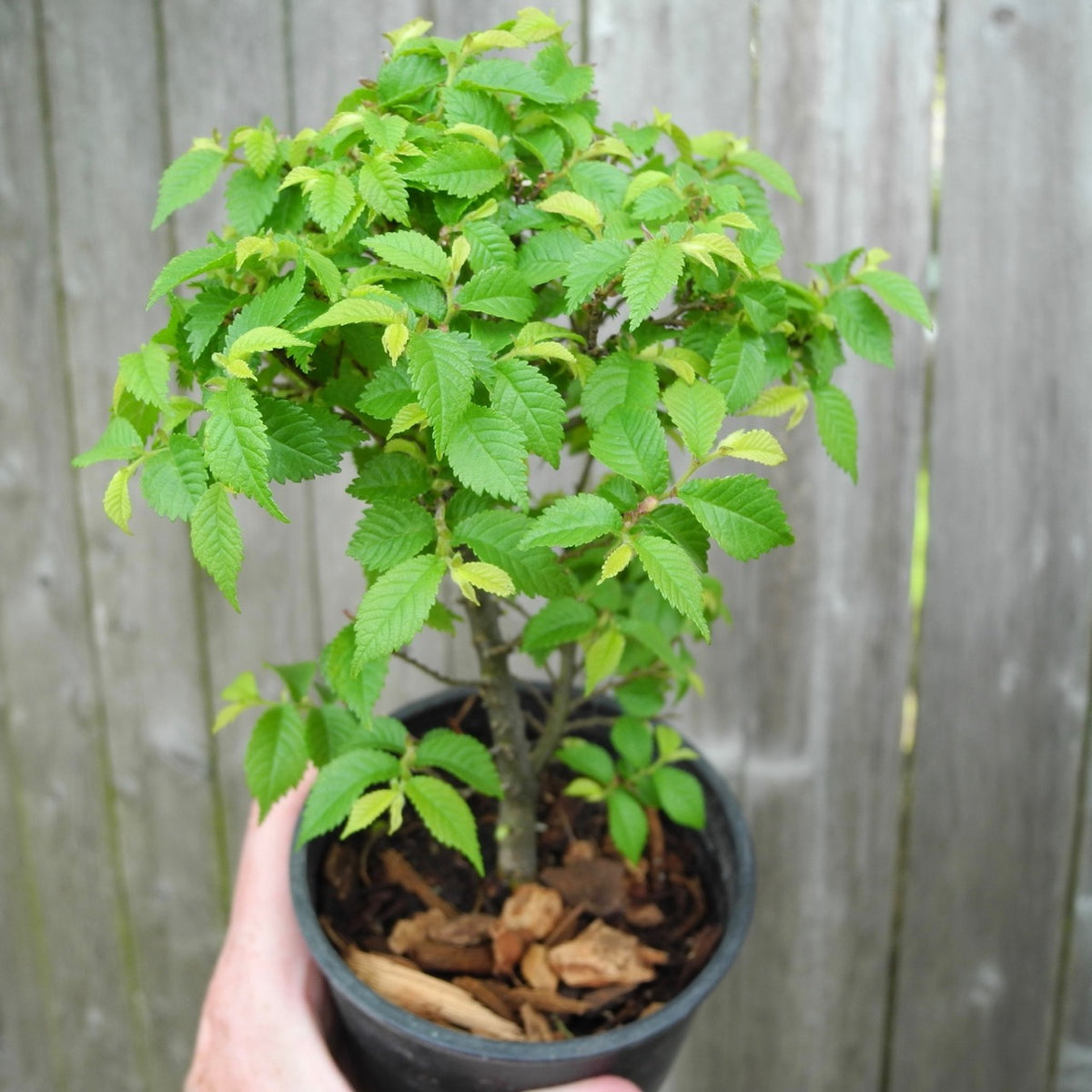 Jacqueline Hillier Elm ~ Ulmus minor 'Jacqueline Hillier'