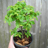 Jacqueline Hillier Elm ~ Ulmus minor 'Jacqueline Hillier'
