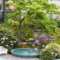 Jacqueline Hillier Elm ~ Ulmus minor 'Jacqueline Hillier'