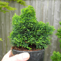 Jane's Jewel Hinoki Cypress - Chamaecyparis obtusa 'Jane's Jewel'