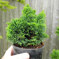 Jane's Jewel Hinoki Cypress - Chamaecyparis obtusa 'Jane's Jewel'