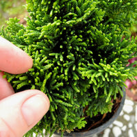 Jane's Jewel Hinoki Cypress - Chamaecyparis obtusa 'Jane's Jewel'
