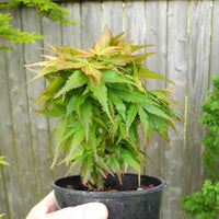 Mini Maple - Acer palmatum 'Mini Maple'