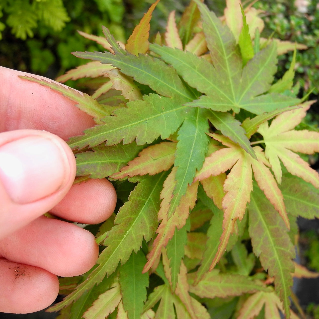 Mini Maple - Acer palmatum 'Mini Maple'