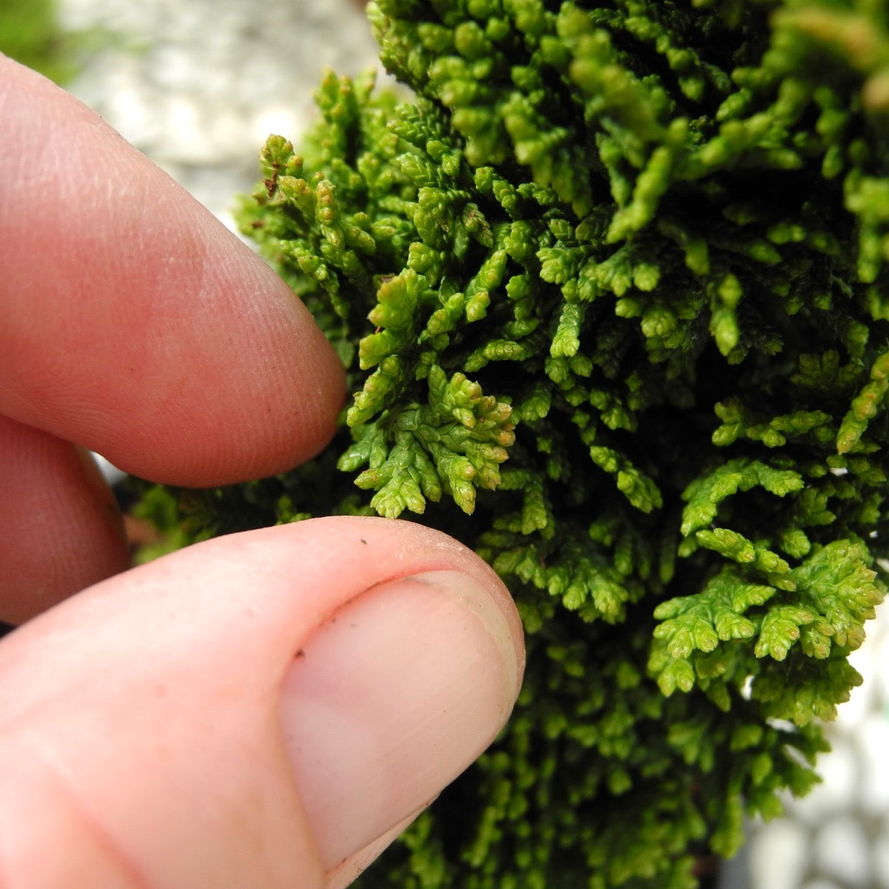 Miniature Garden Primo Dwarf Arborvitae - Thuja occidentalis