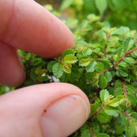 Seiju Dwarf Lacebark Elm ~ Pre-Bonsai Size ~ Ulmus parvifolia 'Seiju'