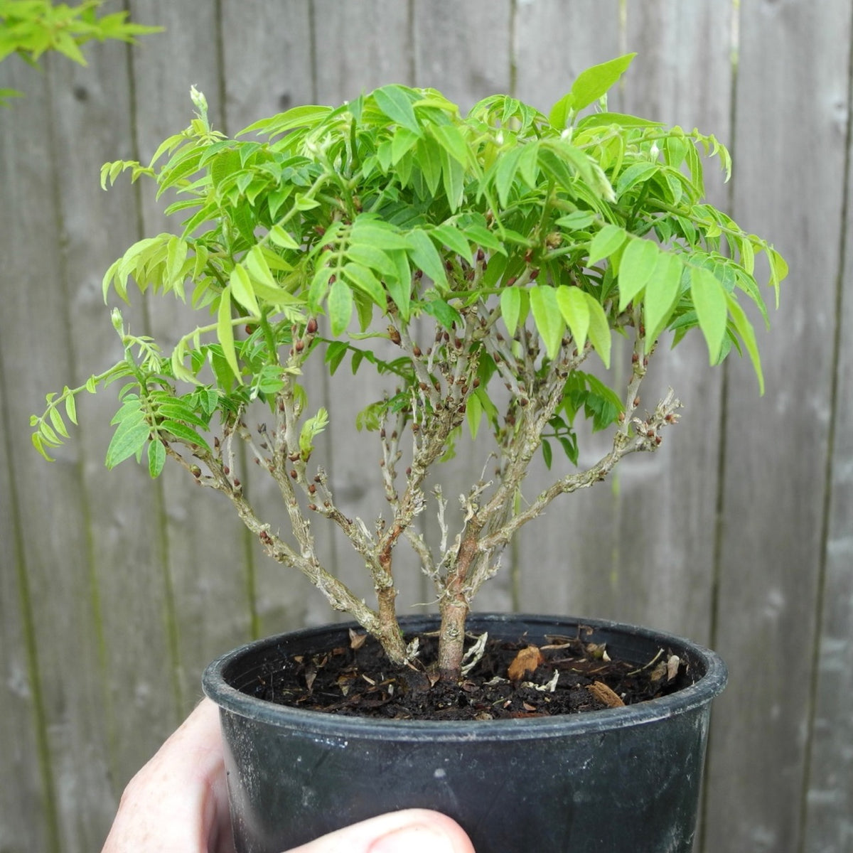 Dwarf Wisteria - Pre-Bonsai - Millettia japonica 'Hime Fuji'