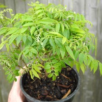 Dwarf Wisteria - Pre-Bonsai - Millettia japonica 'Hime Fuji'