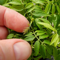 Dwarf Wisteria - Pre-Bonsai - Millettia japonica 'Hime Fuji'