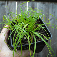 Dwarf Lily Turf Grass - Lirope spicata