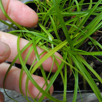 Dwarf Lily Turf Grass - Lirope spicata