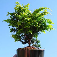 Fernspray Gold Hinoki Cypress - Chamaecyparis obtusa 'Fernspray Gold'