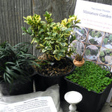 DIY Indoor/Outdoor Miniature Garden Kit PLUS Ebooks