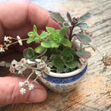 Miniature Garden Sedum Cuttings