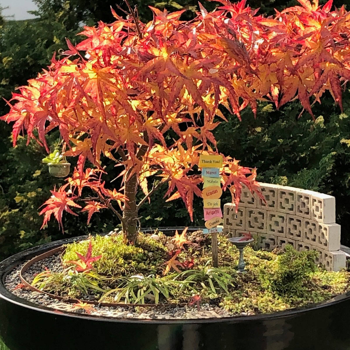 Mini Maple - Acer palmatum 'Mini Maple'