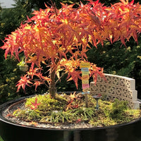 Mini Maple - Acer palmatum 'Mini Maple'