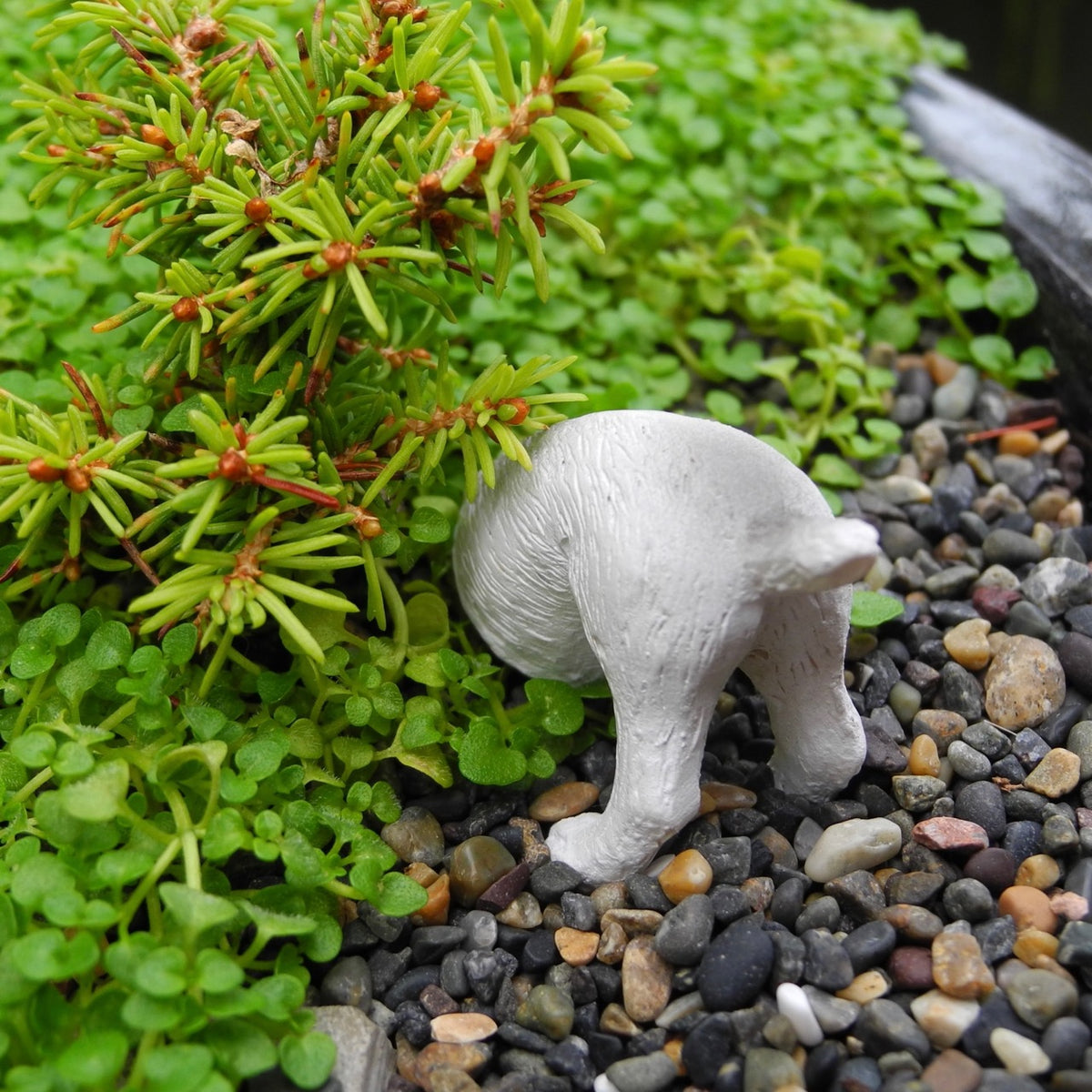 Daisy the Digging Dog, Kinda Trained