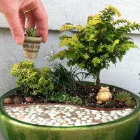 Fernspray Gold Hinoki Cypress - Chamaecyparis obtusa 'Fernspray Gold'