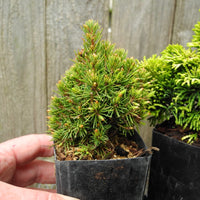 Mini Tree Set: Jean's Dilly Dwarf Spruce, Golden Dwarf Hinoki, Tsukumo Sawara Cypress