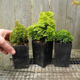 Mini Tree Set: Jean's Dilly Dwarf Spruce, Golden Dwarf Hinoki, Tsukumo Sawara Cypress