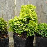 Mini Tree Set: Jean's Dilly Dwarf Spruce, Golden Dwarf Hinoki, Tsukumo Sawara Cypress