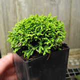 Mini Tree Set: Jean's Dilly Dwarf Spruce, Golden Dwarf Hinoki, Tsukumo Sawara Cypress