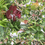 Miniature Bathtub Garden Kit with Duckie, Sedum Cuttings, Soil