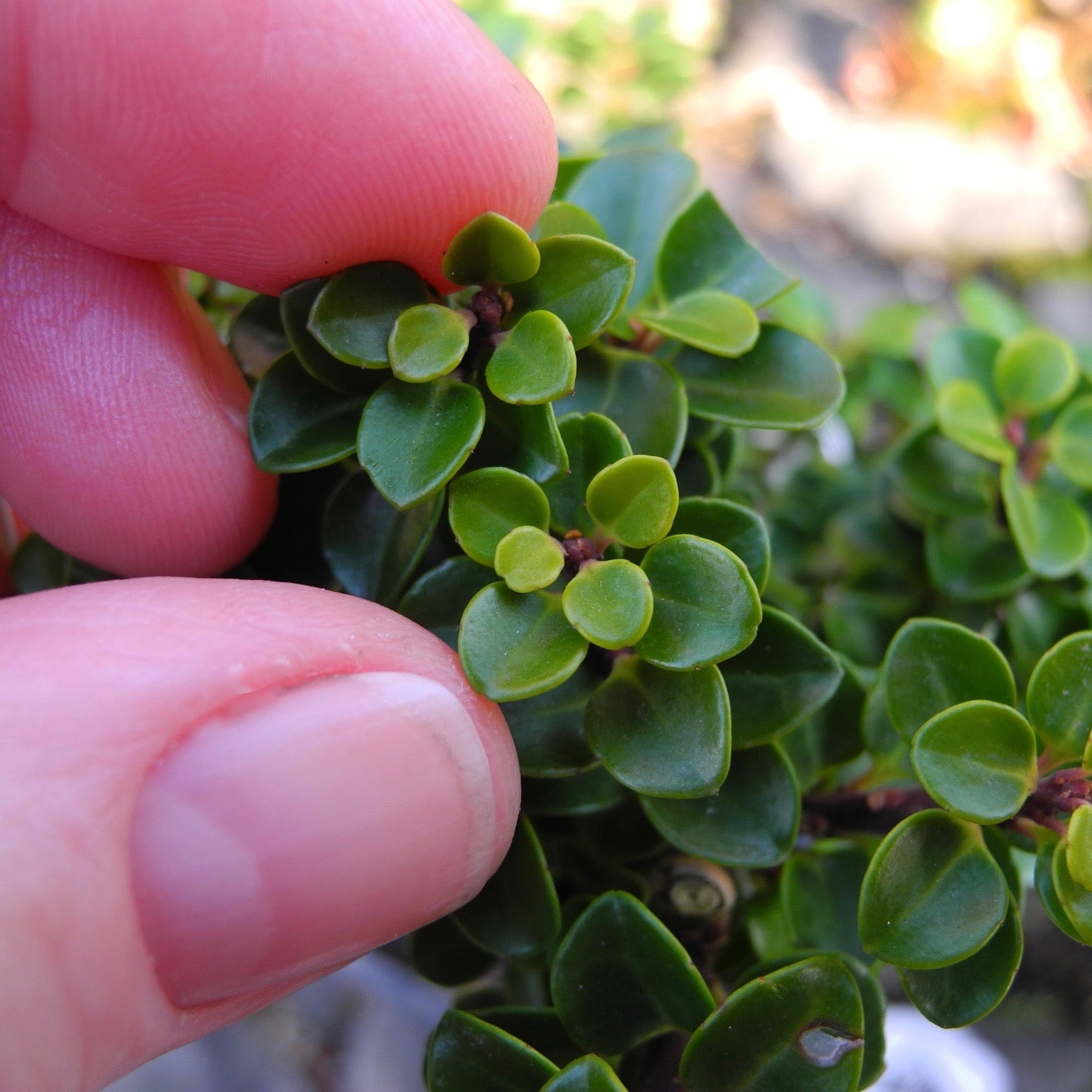 Dwarf Pagoda Japanese Holly - Ilex crenata 'Dwarf Pagoda'