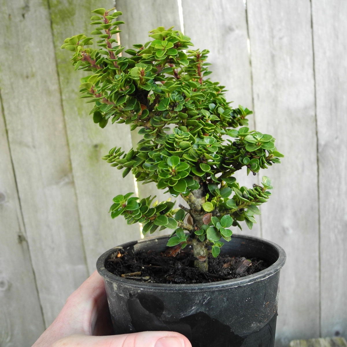 Dwarf Pagoda Japanese Holly - Ilex crenata 'Dwarf Pagoda'